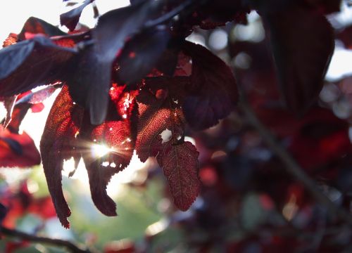 tree sunset red leaves