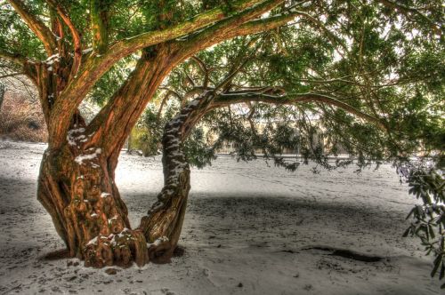 tree winter landscape