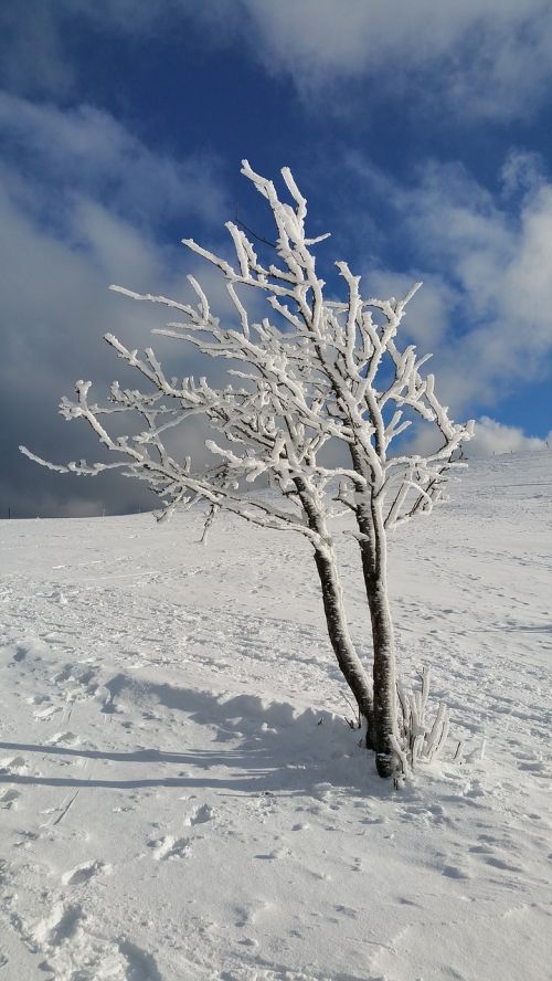 tree cold snow