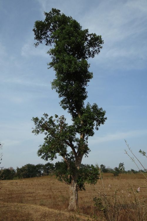 tree ficus racemosa cluster fig tree