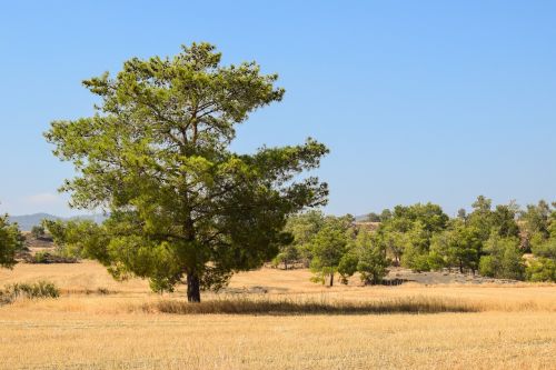 tree landscape field