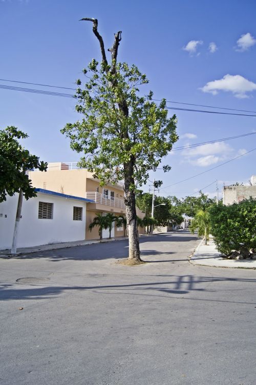 tree street avenue