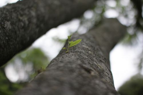 tree plant leaf