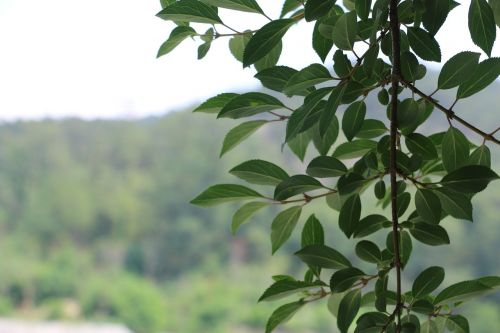 tree leaf green