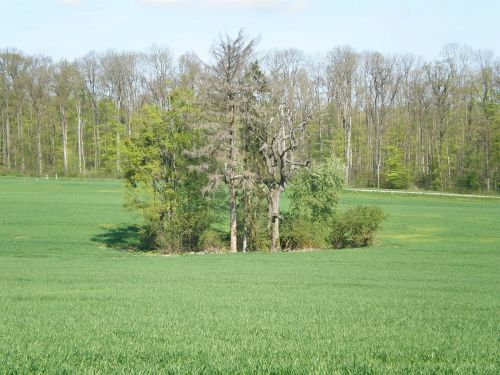 tree arid grove of trees