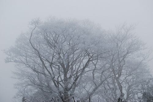 tree fog frost