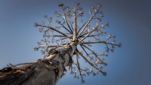 tree dead beach