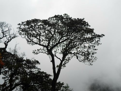tree silhouette organic