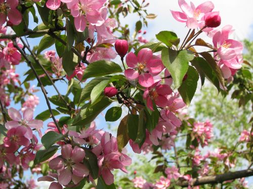 tree pink flowers sakura
