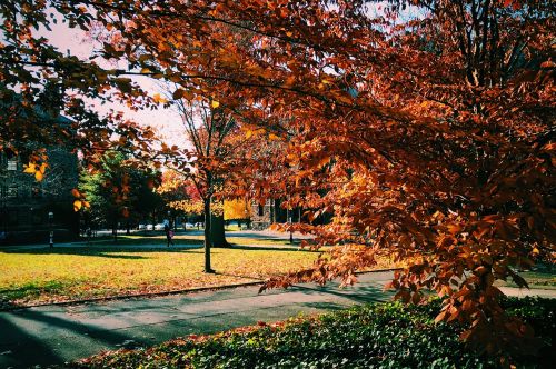 tree nature campus