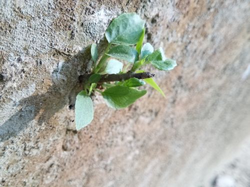 tree wall leaf