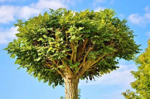 tree crown treetop