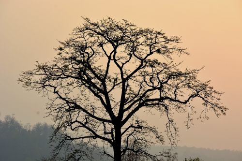 tree branches plant