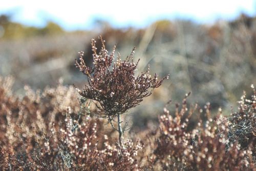 tree plant bokeh