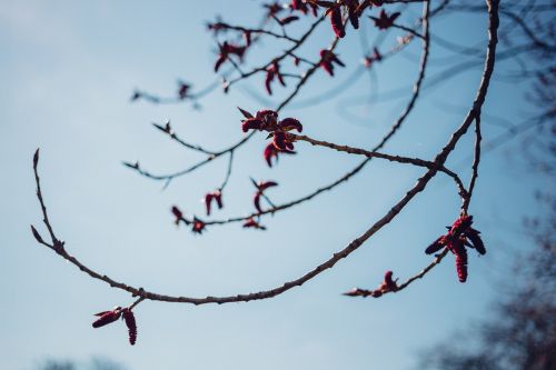 tree branch plant