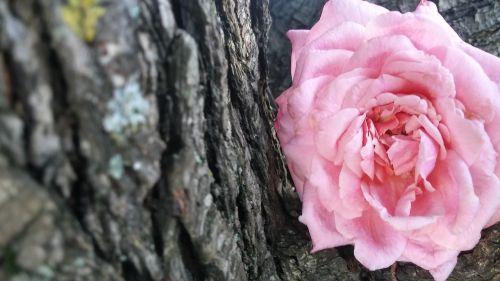 tree flower pink rose