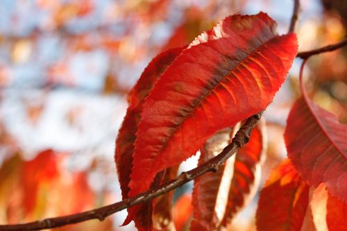 tree plant leaf