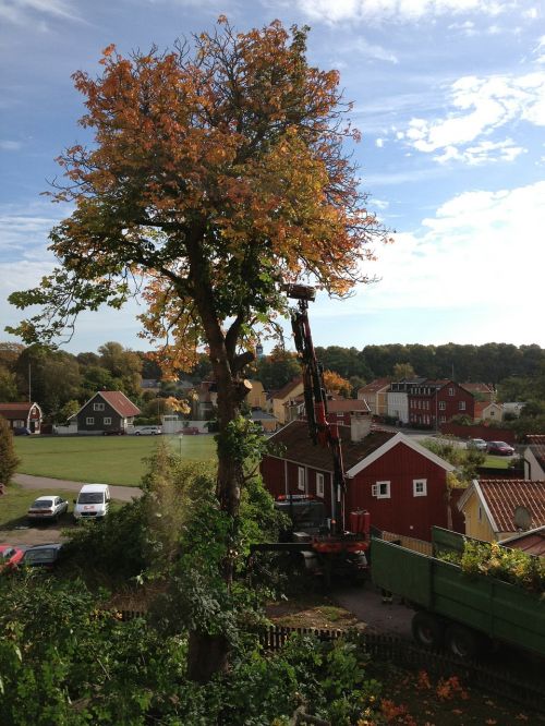 tree tree trimming autumn