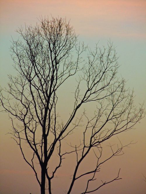 tree log silhouette