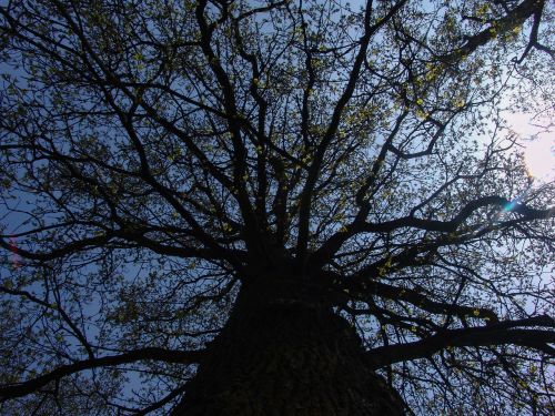 tree sky branches