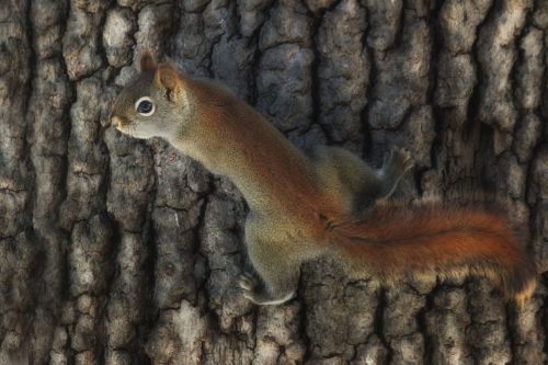 tree bark woods