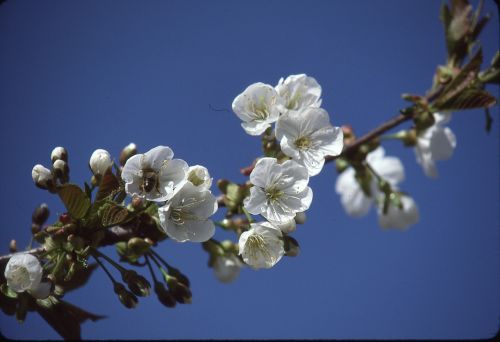 tree cherries spring