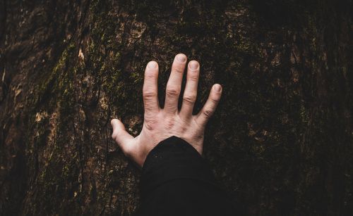 tree plant hand