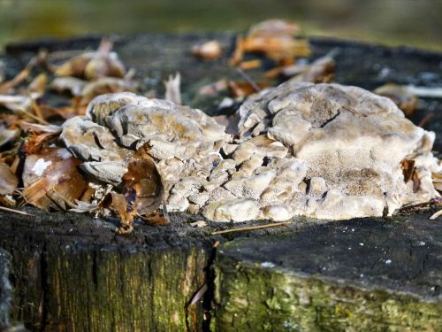 tree stump fungus