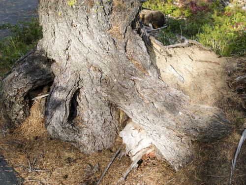 tree root nature