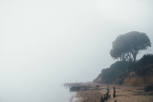 tree nature fog
