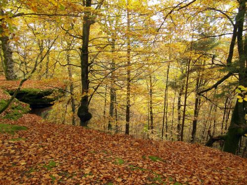 tree emerge autumn