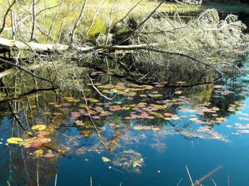 tree pond mirroring
