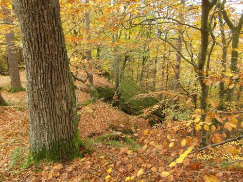 tree emerge autumn