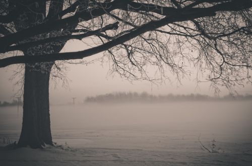 tree nature landscape