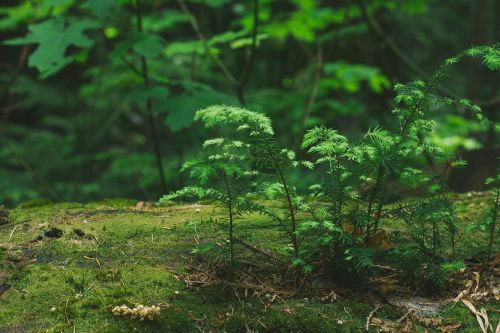 tree green woods