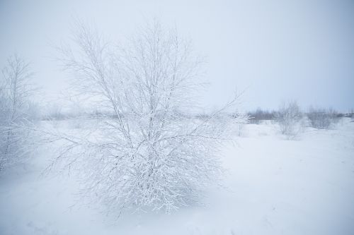 tree plant branch