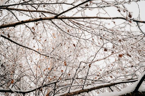 tree branch plant