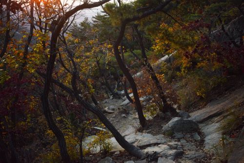 tree plant rock