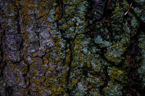 tree wood moss