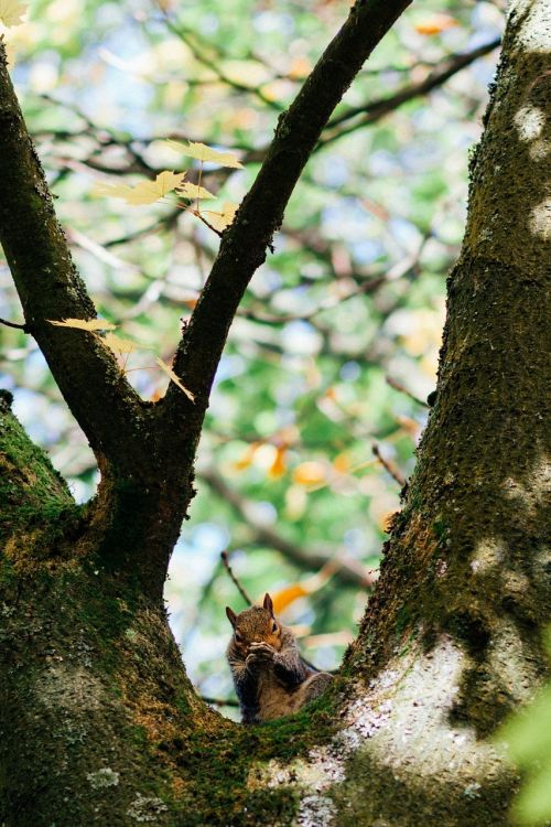 tree plant branch