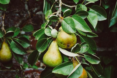 tree pears fruit