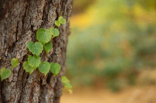 tree wood leaf