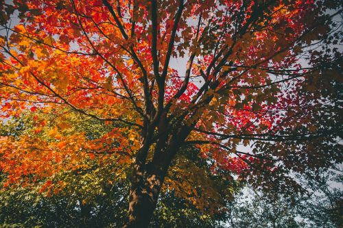 tree plant leaves