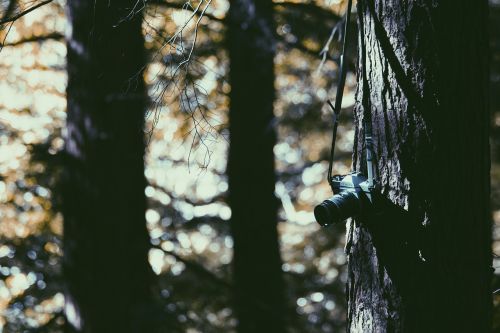 tree plant wood