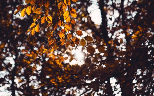 tree leaves plants