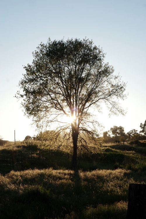 tree grass nature