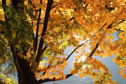 tree leaves yellow