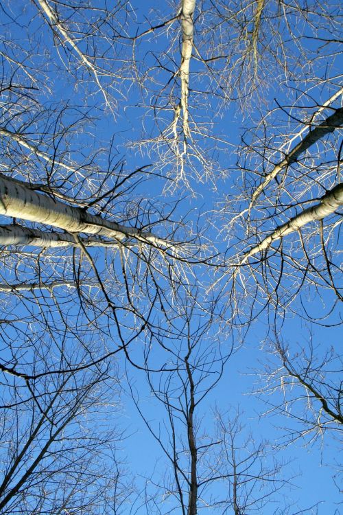 tree winter birch