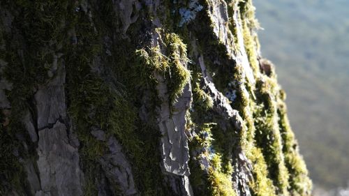 tree log bark