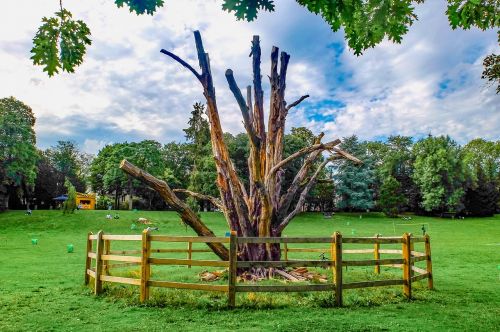 tree wood dead